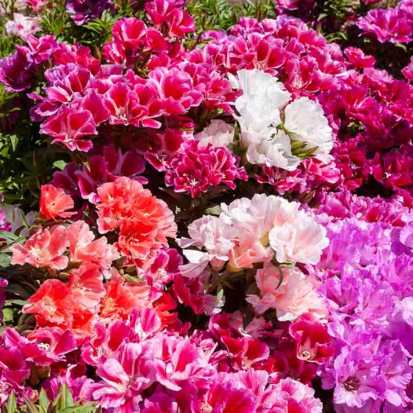 Fleurs - Godétia Fleurs d'Azalée Varié - face recto